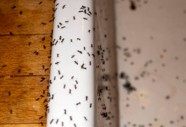 Best Termite Control Services  in Midfield, AL