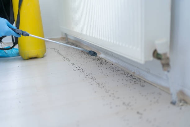 Best Flea Control Services  in Midfield, AL